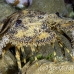lobster_slipper_3fw_lc_h_0302_cay0424.jpg